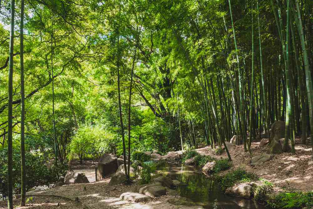 虎丘山竹林