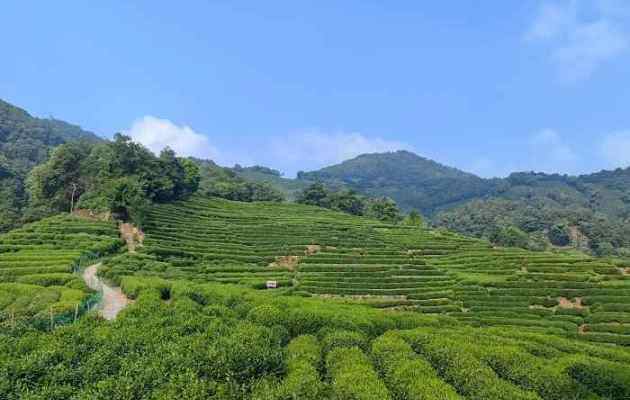 杭州的龙井茶村怎么玩？