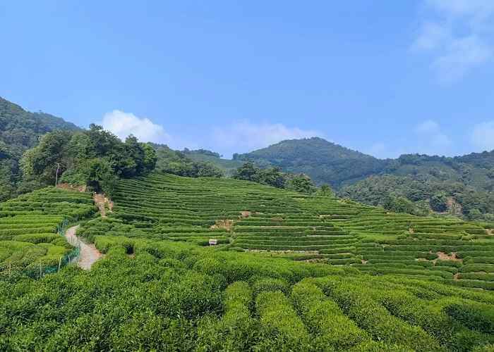 龙进村