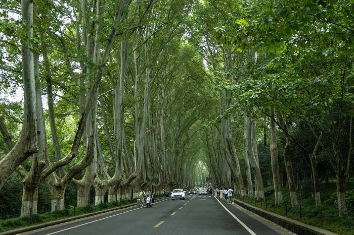 梧桐大道
