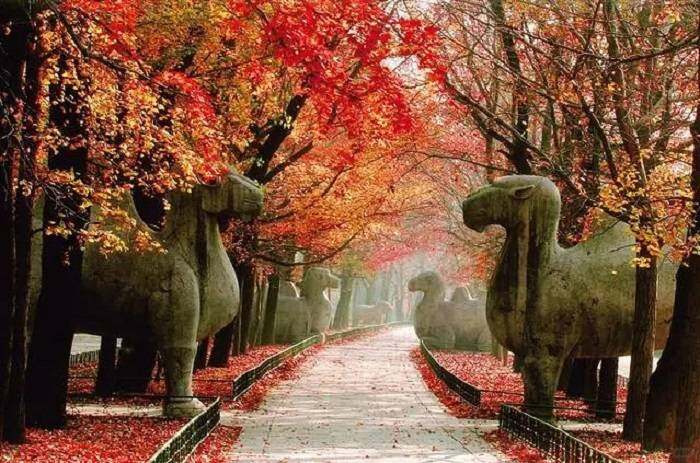南京秋季景色
