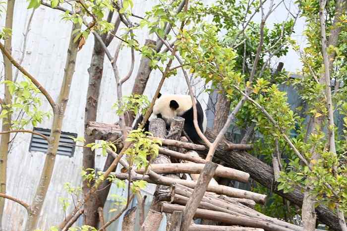 繁育研究基地的大熊猫