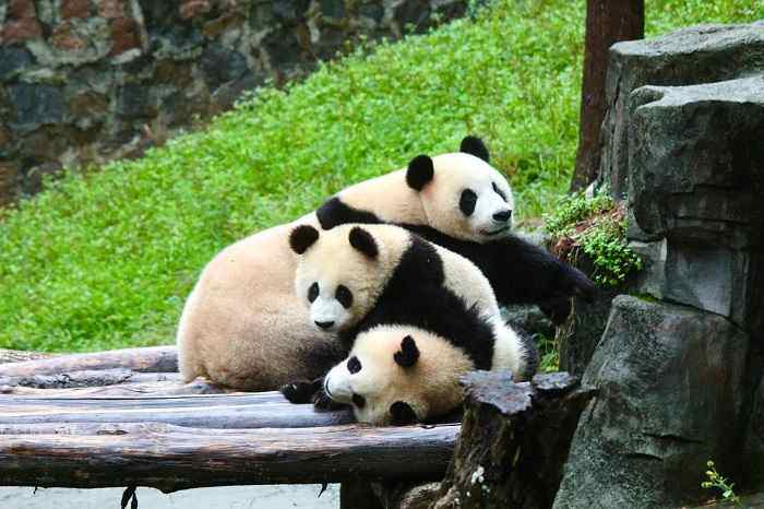 繁育研究基地的大熊猫
