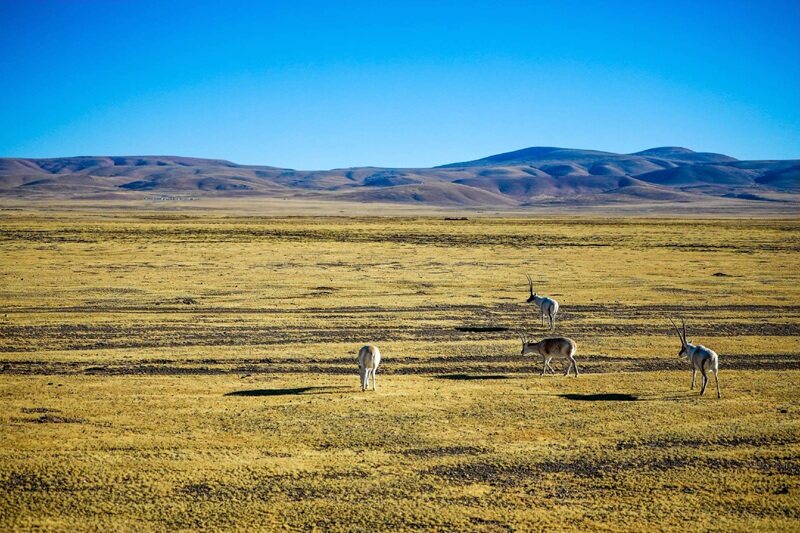 藏北草原
