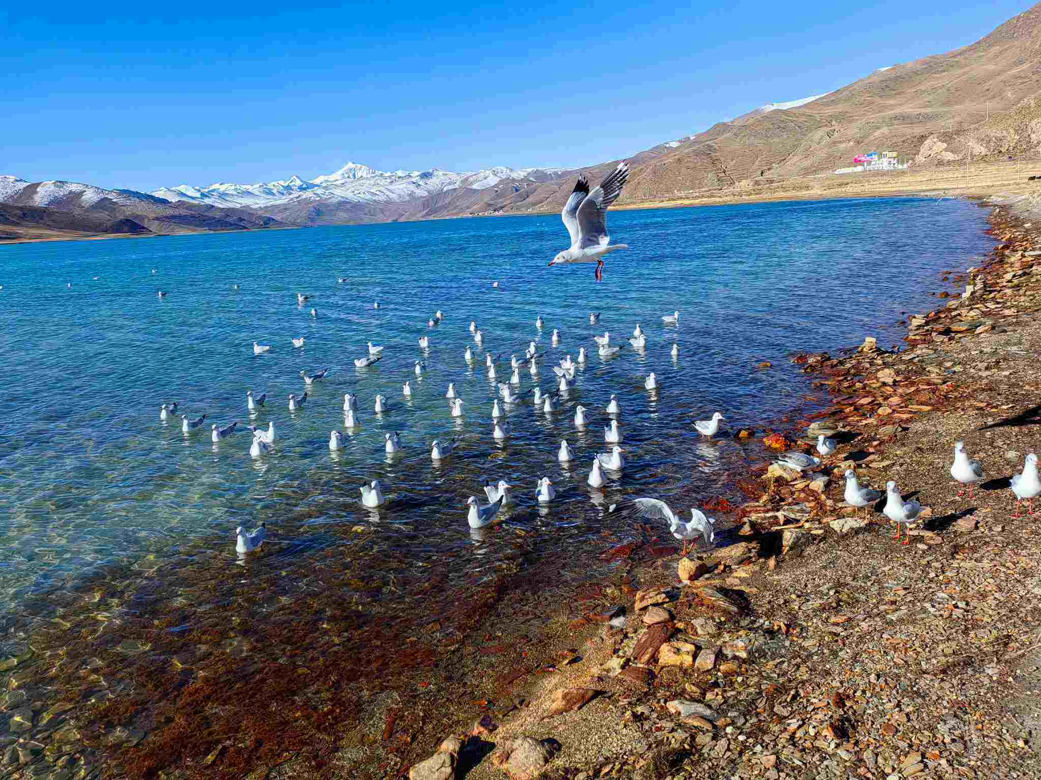 羊卓雍措-湖边栈道区