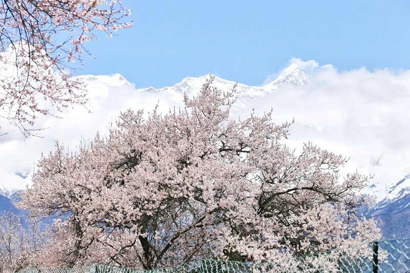 雪山下的桃花